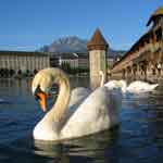 Lucerne swans